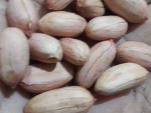 فروش تخصصی بادام زمینی در گیلان