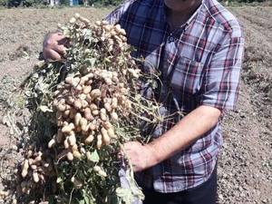 فروش بادام زمینی بو داده و طعم دار در رشت