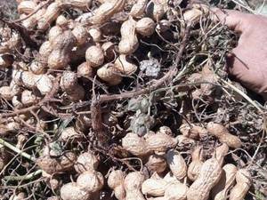 فروش بادام زمینی بو داده و طعم دار در رشت
