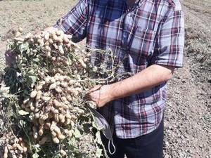 فروش بادام زمینی بو داده و طعم دار در رشت