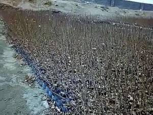پرورش نهال پسته در باخزر