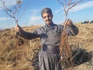 لیست قیمت  از نهال های موجود در نهالستان سردشت