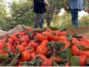 لیست قیمت  از نهال های موجود در نهالستان سردشت