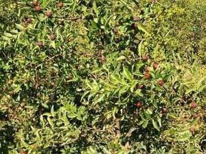  درخت عناب ریشه ای در خراسان رضوی