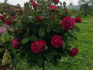 گل رز پیوندی صد برگ