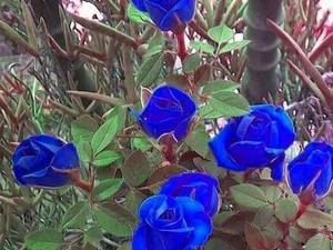 گل رز پیوندی آبی در اردبیل