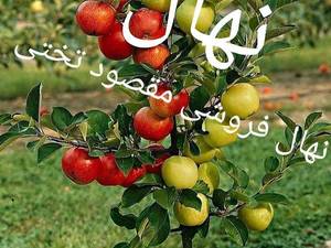 نهال سیب‌ سبز یا سیب فرانسوی در اردبیل