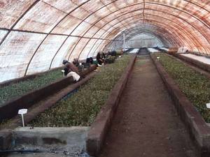 احداث گلخانه تونلی در رشت
