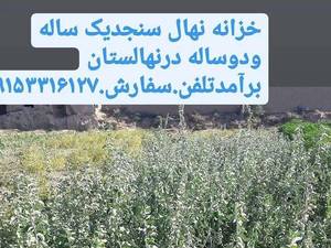 فروش  نهال سنجد در خواف
