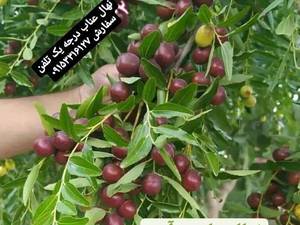 فروش نهال عناب درجه یک درخواف