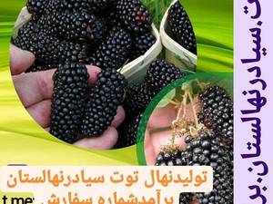 پرورش و فروش نهال توت در مشهد
