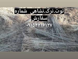 تولید و فروش انواع نهال در مشهد