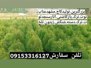 تولید و فروش انواع نهال در مشهد