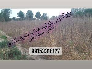 تولید و فروش انواع نهال در مشهد