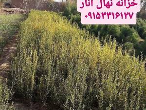 تولید و فروش انواع نهال در مشهد