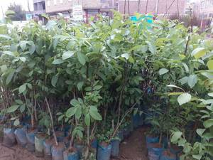 فروش انواع نهال گردو در میاندوآب