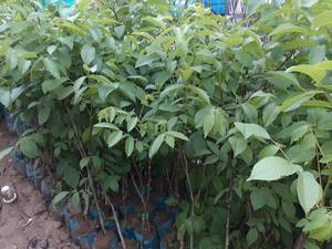 فروش انواع نهال گردو در میاندوآب