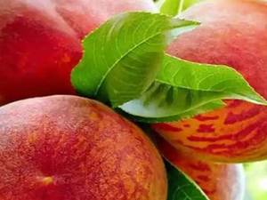 فروش نهال شلیل در میاندوآب