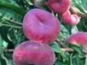 خرید نهال شلیل انجیری در میاندوآب