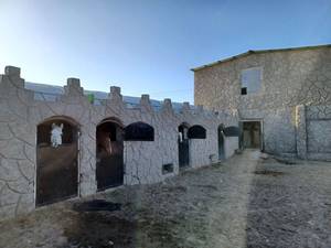 پرورش و فروش اسب اصیل در سیرجان