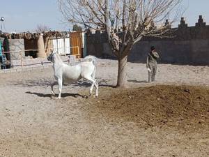 خرید و فروش اسب اصیل در سیرجان