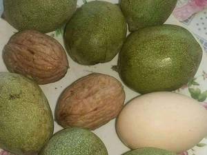 فروش ارقام نهال گردو وارداتی (پیوندی وهلندی)