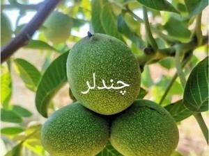 فروش ارقام نهال گردو وارداتی (پیوندی وهلندی)