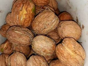 فروش ارقام نهال گردو وارداتی (پیوندی وهلندی)