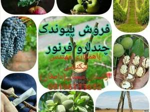 فروش ارقام نهال گردو وارداتی (پیوندی وهلندی)