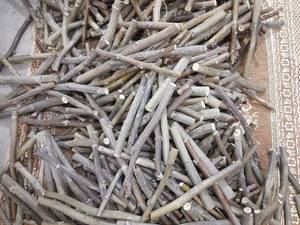 فروش ارقام نهال گردو وارداتی (پیوندی وهلندی)