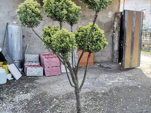 خرید شمشاد نعنایی پیوندی در مازندران