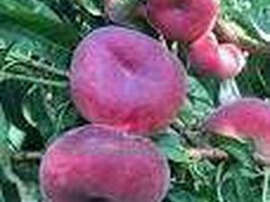 خرید شلیل انجیری درمیاندوآب