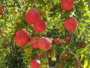 نهال انار در نهالستان یشم