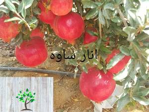 فروش نهال انار در تبریز