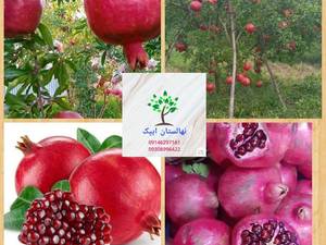 خرید نهال انار مرغوب در تبریز