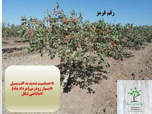 خرید نهال پسته رقم قرمز در تبریز