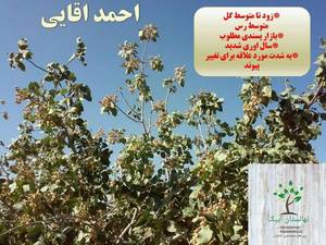 فروش پسته  رقم احمد آقایی در تبریز