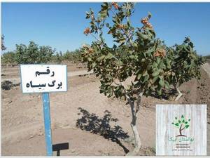 خرید پسته رقم سیاه در تبریز