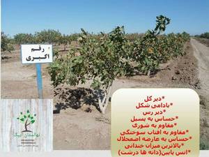 خرید نهال پسته رقم اکبری در تبریز