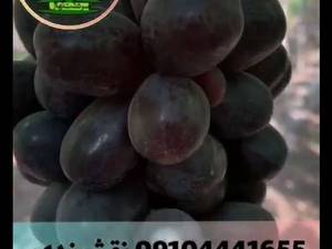 انگور سیاه دیمی سردشت (طلایی سرخ)
