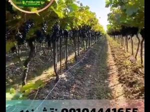انگور سیاه دیمی سردشت (طلایی سرخ)