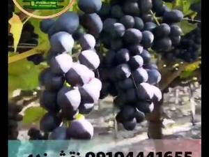 انگور سیاه دیمی سردشت (طلایی سرخ)