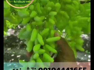 انگور سیاه دیمی سردشت (طلایی سرخ)