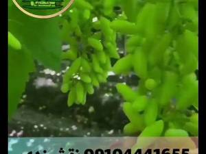 انگور سیاه دیمی سردشت (طلایی سرخ)