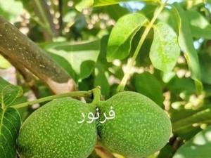 انگور سیاه دیمی سردشت (طلایی سرخ)