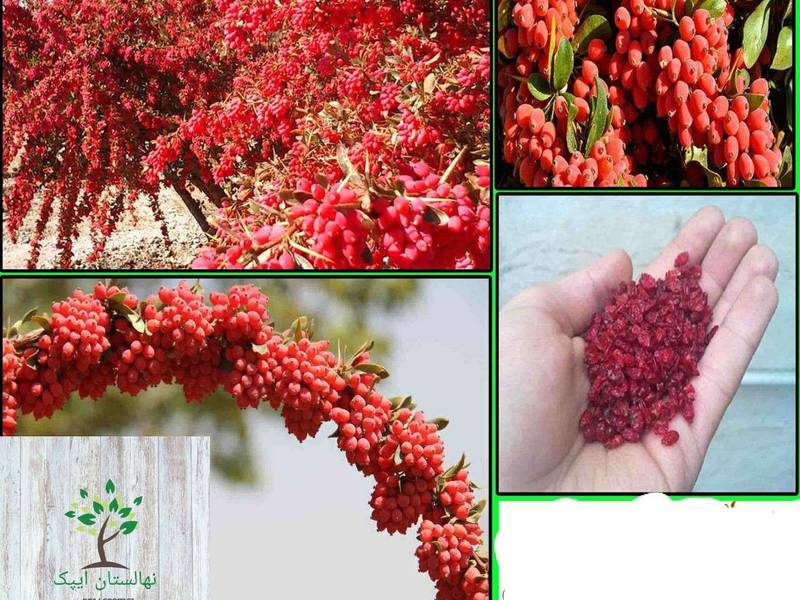 خرید نهال زرشک در تبریز