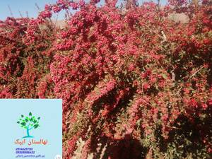 خرید نهال زرشک قائنات در تبریز