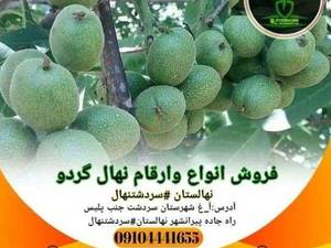فروش نهال گردو هلندی پا کوتاه در سردشت اذربایجان