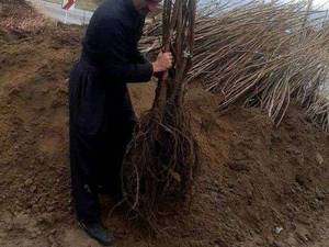 فروش نهال گردو هلندی پا کوتاه در سردشت اذربایجان