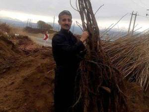 فروش نهال گردو هلندی پا کوتاه در سردشت اذربایجان